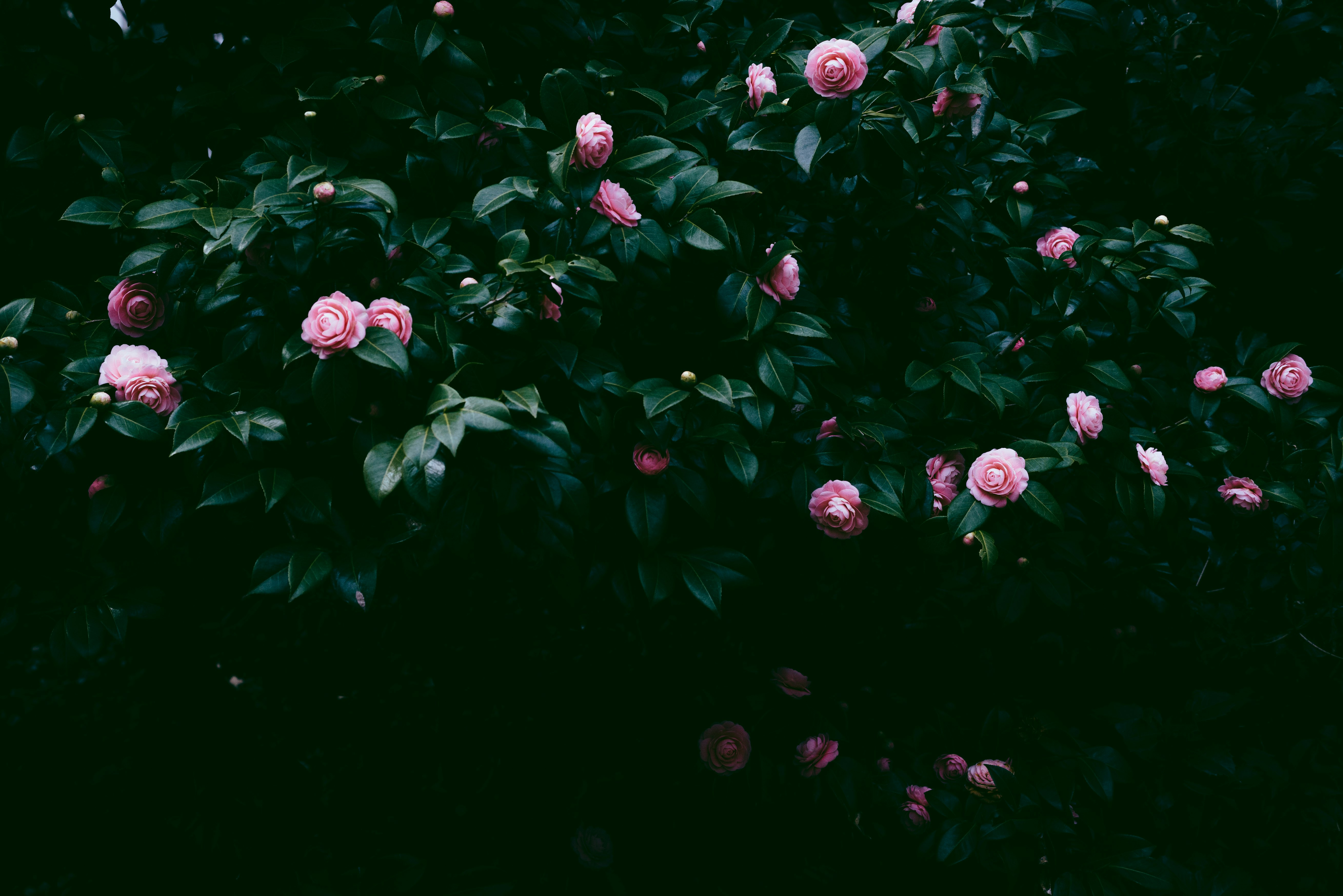 pink flowers with green leaves